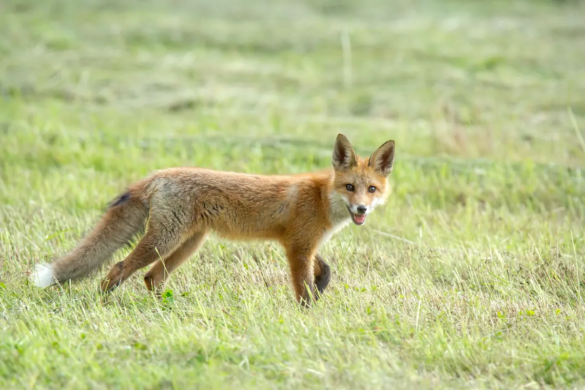 Are Foxes Endangered? UK Conservation Status Explained