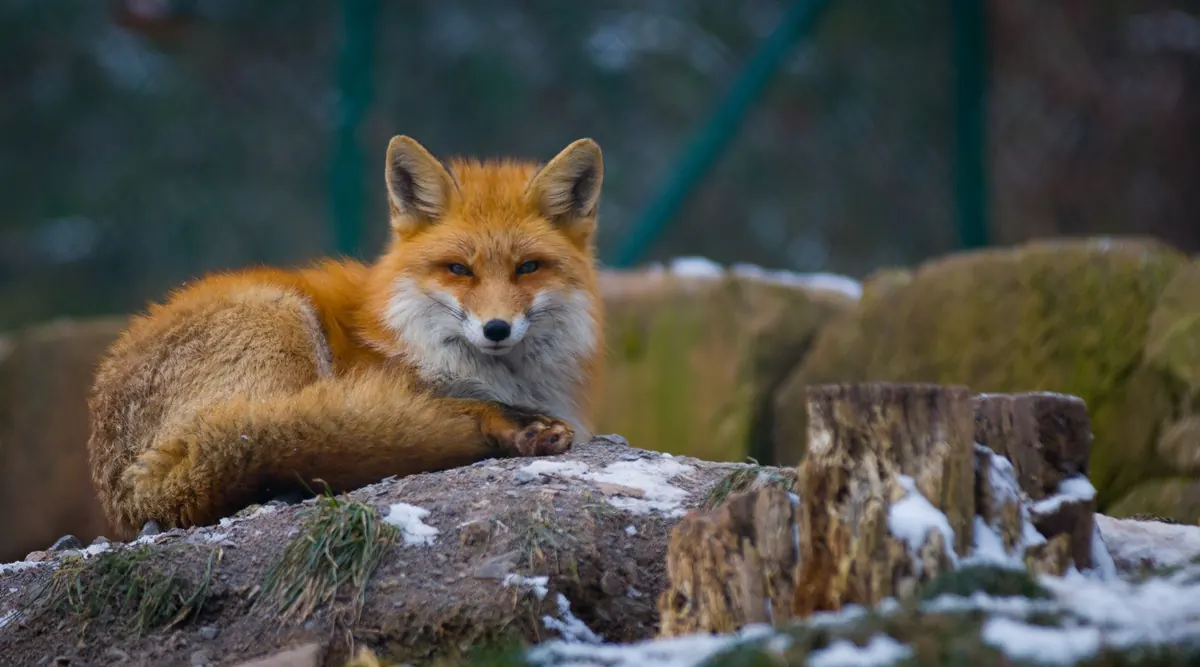 Common Mistakes When Feeding Foxes: What to Avoid in Your Garden