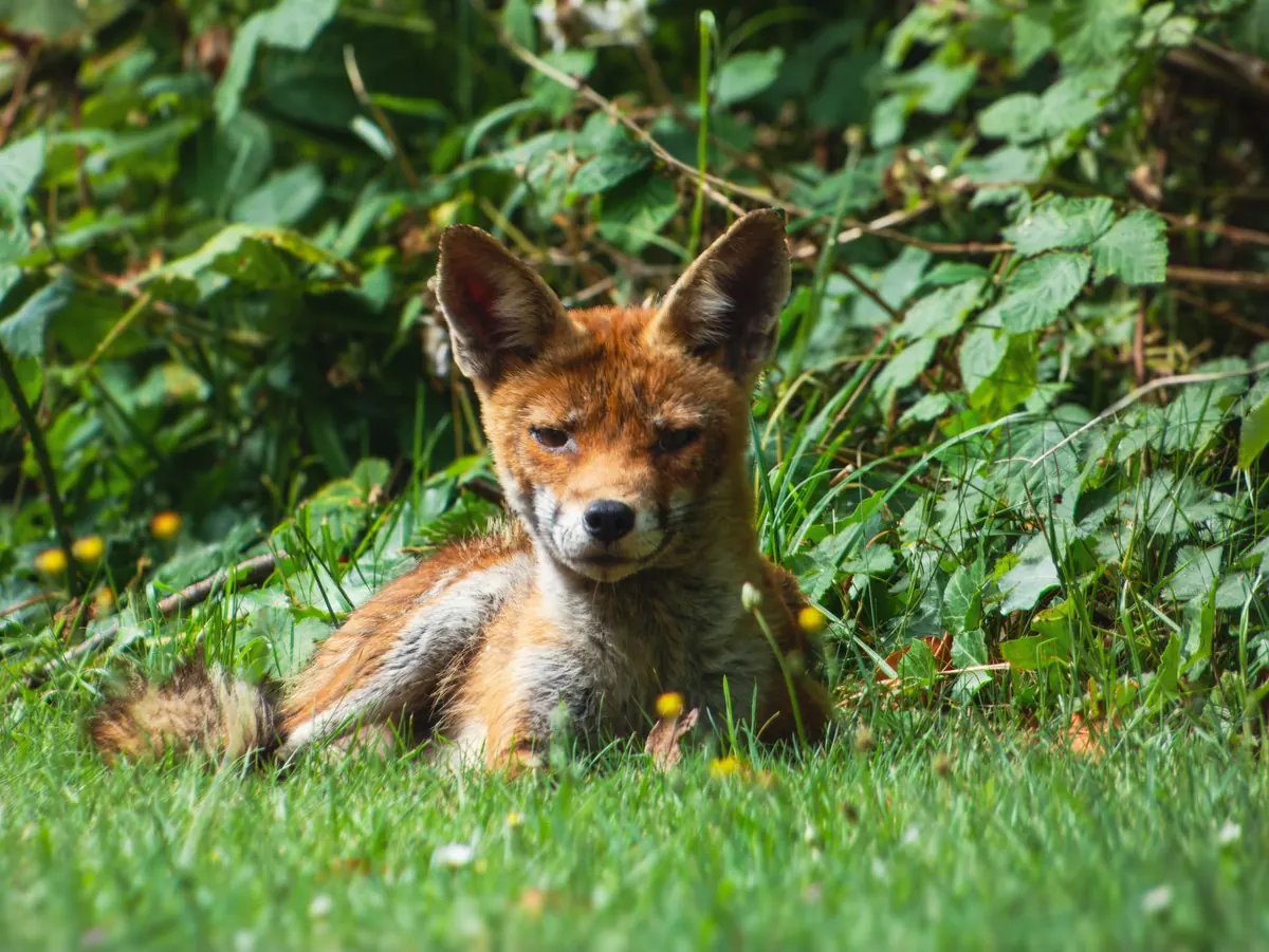 Foxes and Cats: How to Help Them Coexist in UK Gardens