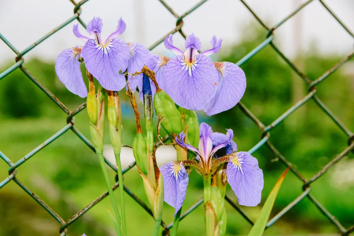 How to Fox-Proof Your Garden: A Step-by-Step UK Guide