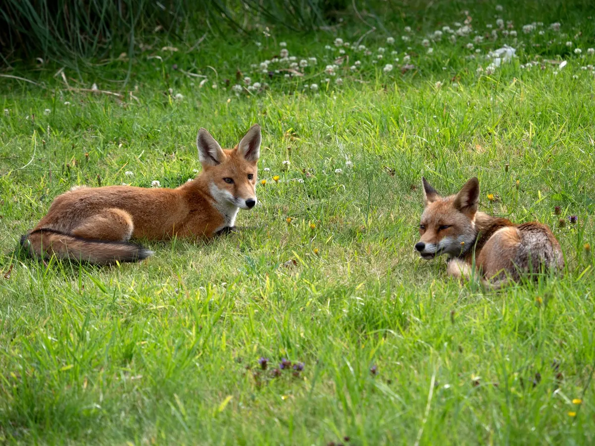 How to Help an Injured Fox: A UK Rescue Checklist