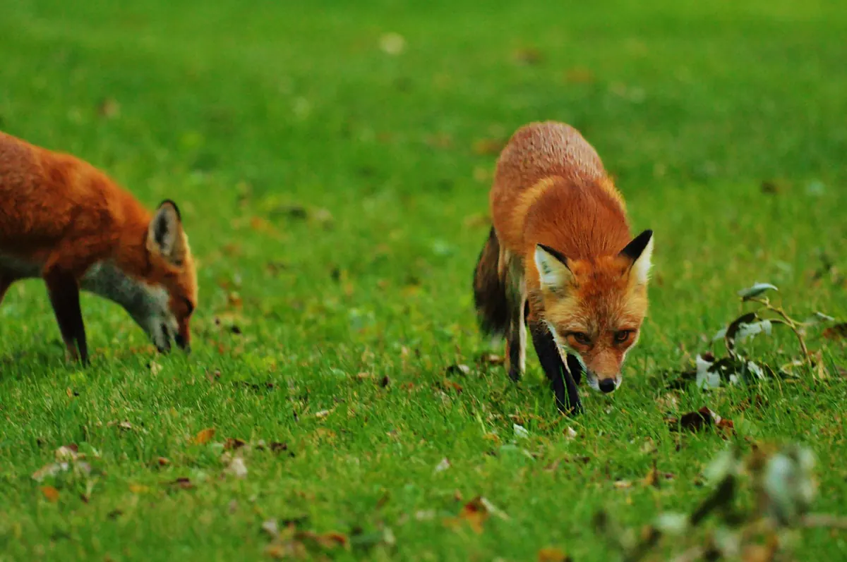 How to Tell If a Fox Is Sick or Injured: A Beginner's Checklist