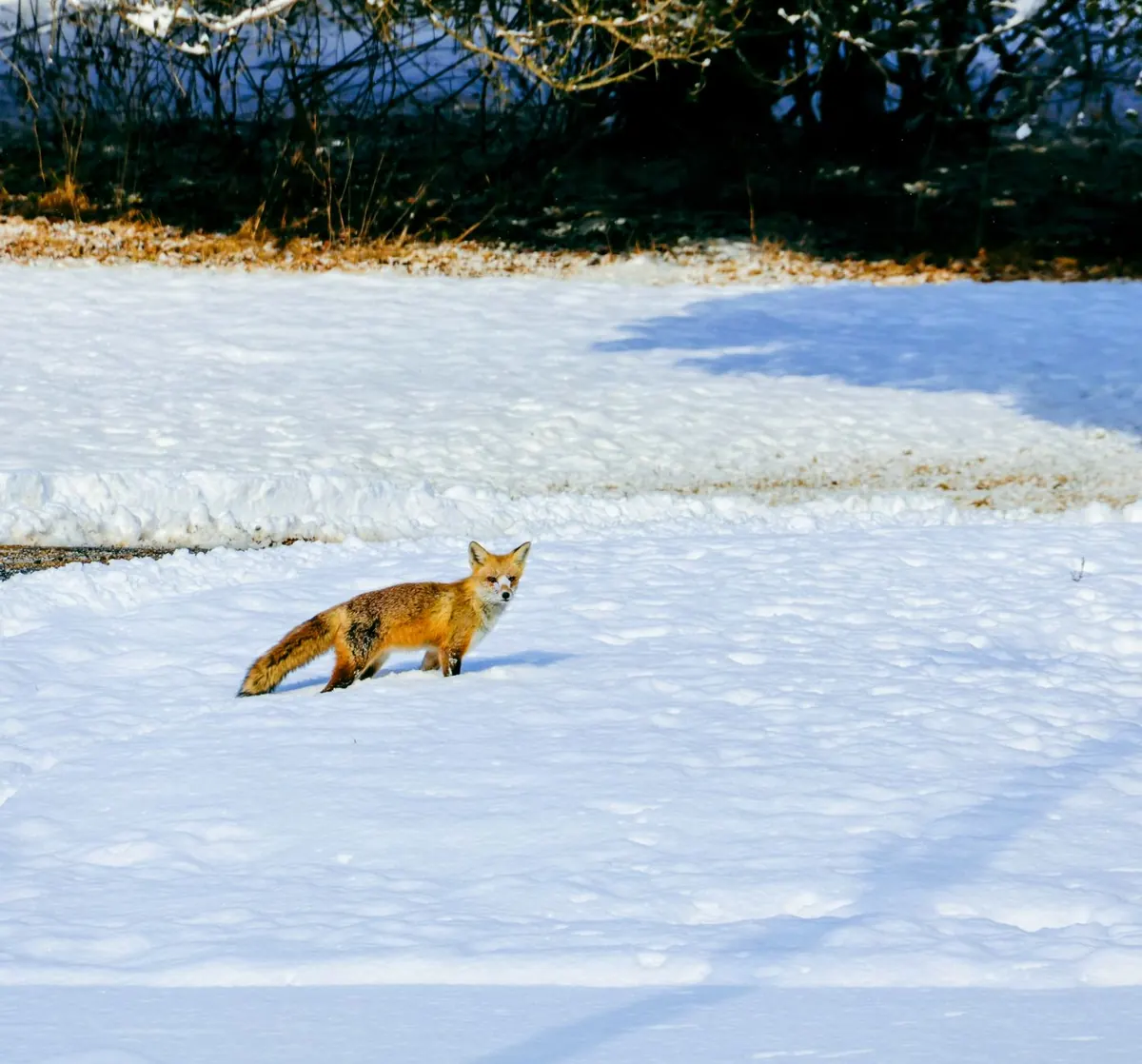 Red Fox vs Arctic Fox: Key Differences Explained for UK Readers