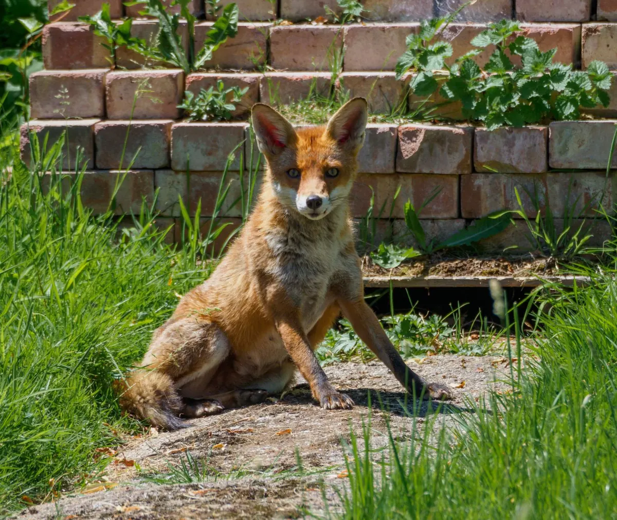 Urban Fox Dens: Where Foxes Live in UK Towns and Cities