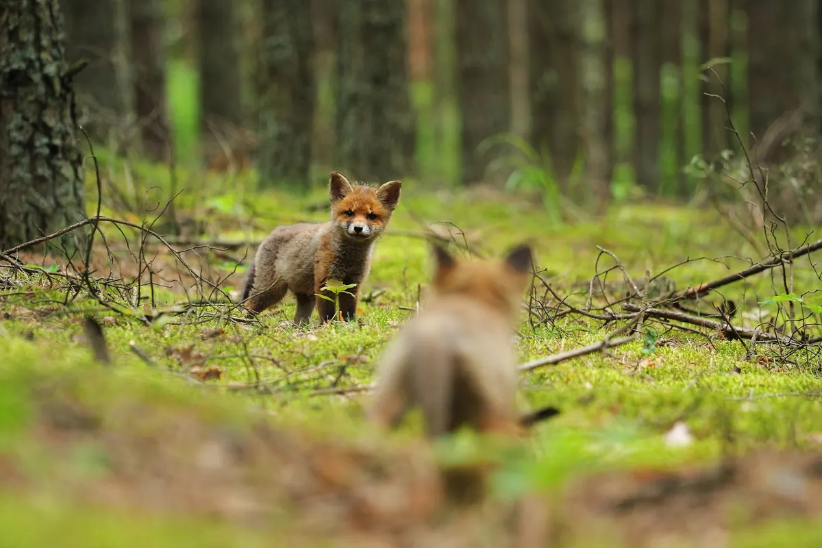 When Do Foxes Have Cubs? A Seasonal UK Breeding Guide