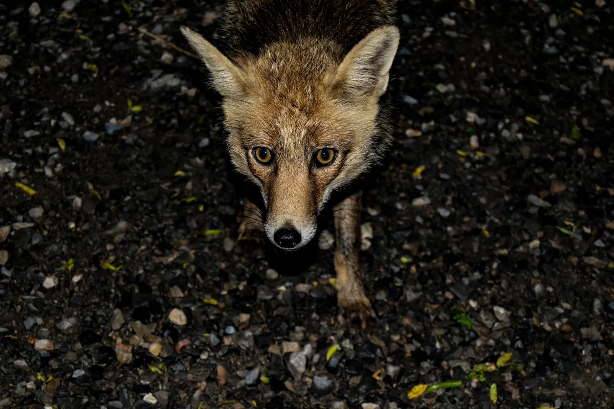 Why Do Foxes Scream at Night? A UK Guide to Fox Calls